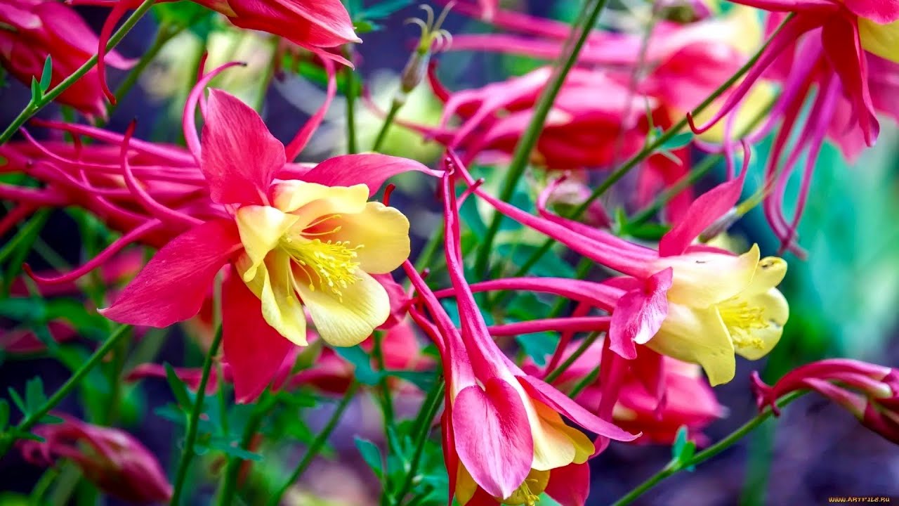 Aquilegia Formosa Малиновый Коломбина ...