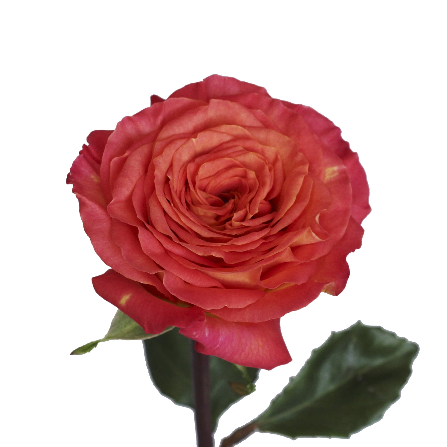 Dorrinna Flowers Obituary - Death Notice and Service Information