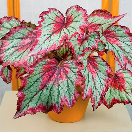 Бегония королевская, купить в Ростове, Begonia rex, заказать ...