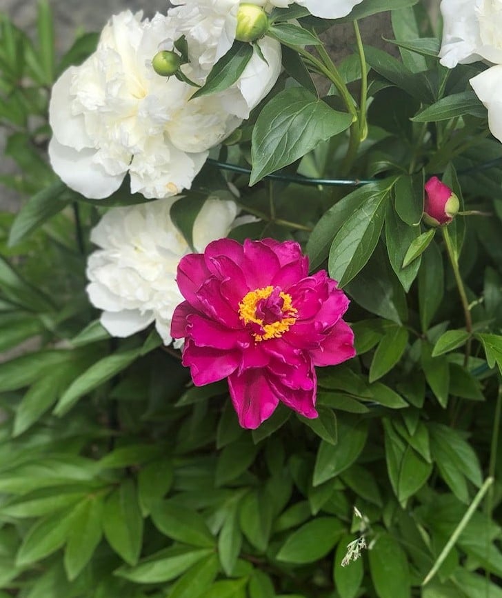 Karl Rosenfield Peony – Brecks Canada