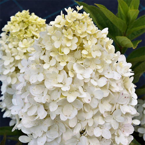 Hydrangea Paniculata MAGICAL SWEET SUMMER