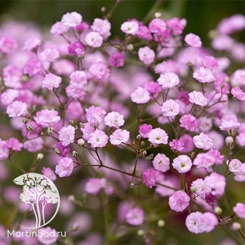 Гипсофила метельчатая Бристол Фери/Gypsophila paniculata ...