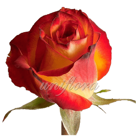 Rose Red Black Magic - DVFlora Wholesale Flowers