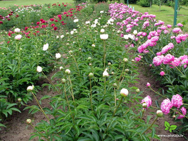 сад пионов - Изображение Luoyang International Peony Garden ...