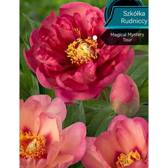 Paeonia Magical Mystery Tour - YouTube