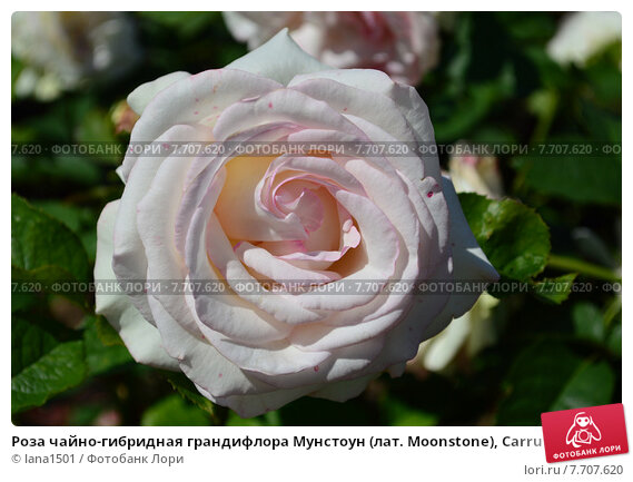 Rose Belmonte - Floribunda - Product Details