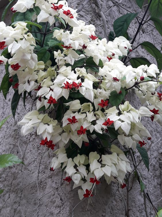 Клеродендрум трихотомум, Clerodendrum trichotomum : цена ...