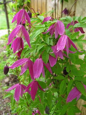 Клематис Джуста / Юста (Clematis Justa ...