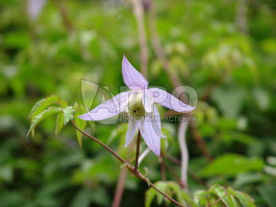 Клематис крупноцветковый Джернси Крим (Clematis florida ...