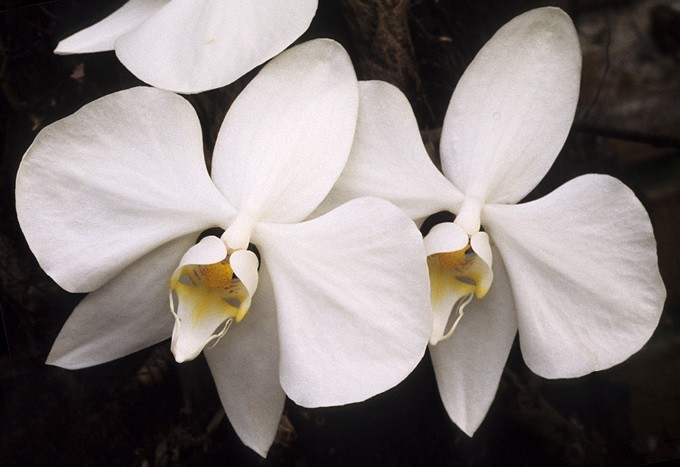 💖💖💖 Phal. amabilis 'Surabaya' Ольги Катуниной ...