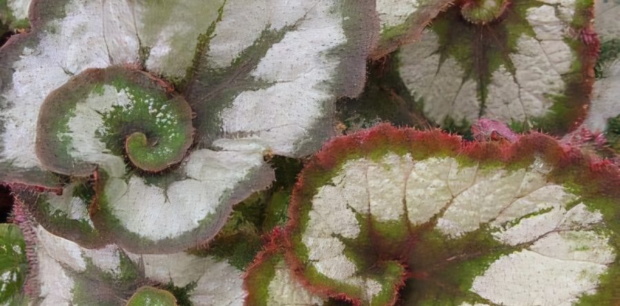 Escargot Begonia | Wayne's Greenhouses