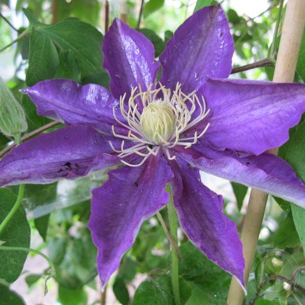 Купить Клематис Акафуджи ( Clematis 'Akafuji') 2 гр в ...