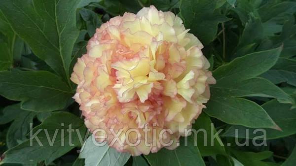 PAEONIA SUFFRUTICOSA Shima-nishiki ...