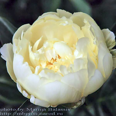 Ито-гибрид пиона Бартезелла Paeonia 'Bartzella' - «Жёлтый ...