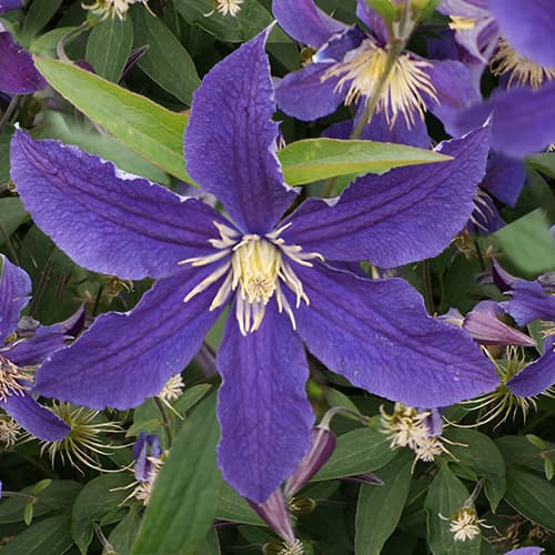 Клематис крупноцветковый Блю Даймонд (Clematis florida Blue ...