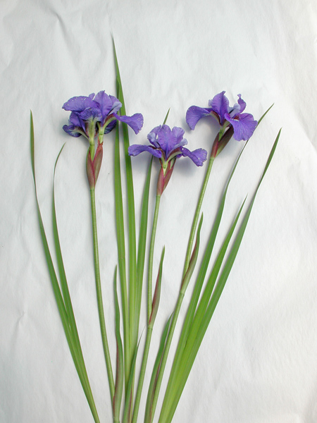 Iris × sibcolor 'Aindling Libelle ...