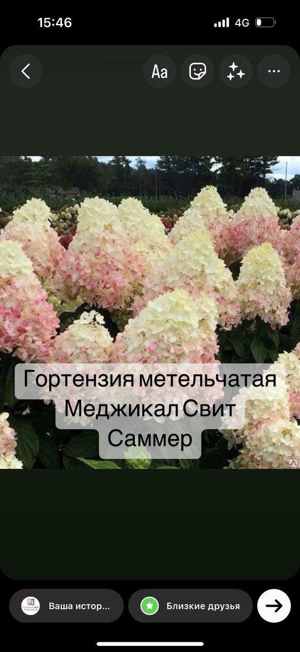 Гортензия метельчатая 