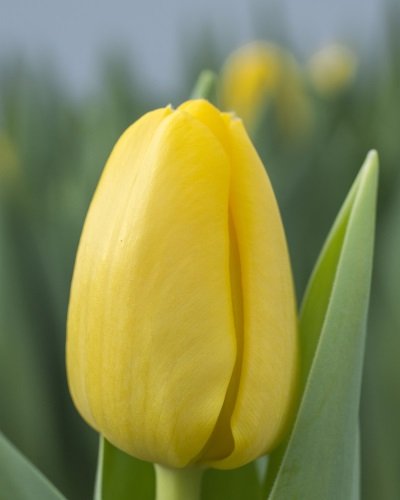 Avalon ® | Tulip | Jan de Wit en Zonen B.V.