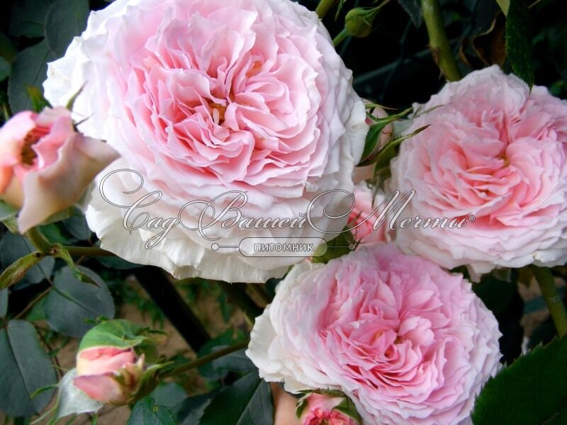 Silver Jubilee ® | Roses' Name