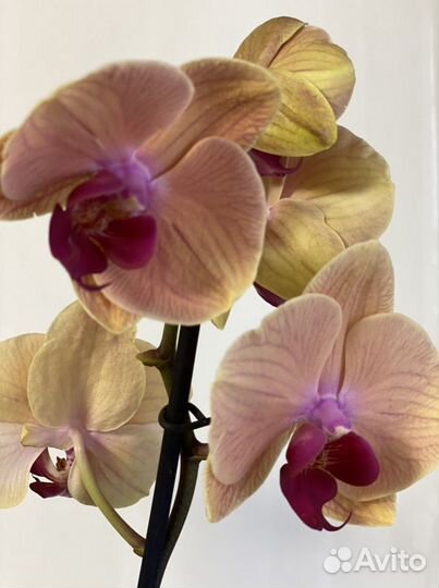 Орхидея Phalaenopsis Caribbean Dream