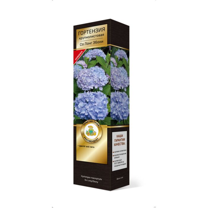 Hydrangea macrophylla So Long ® Ebony ...