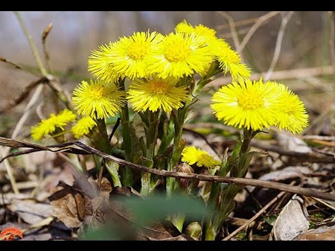 Мать-и-мачеха - прогоняющая кашель | Ставропольская правда