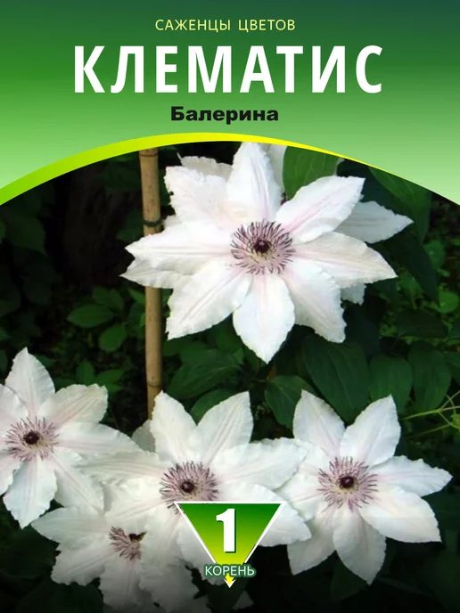 Клематис (Clematis) Balerina – купить в Киеве недорого ...