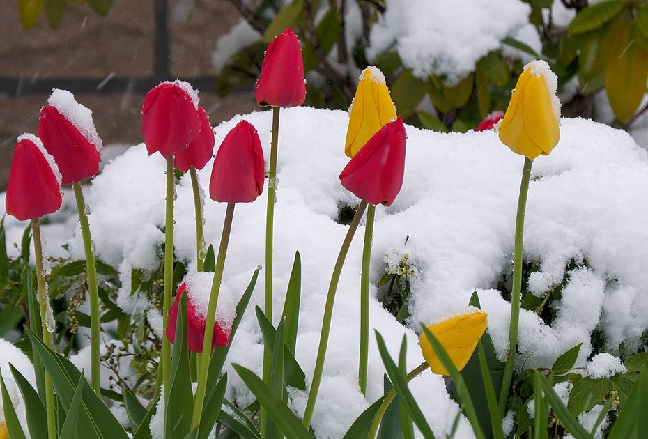 Тюльпаны в саду: популярные сорта, посадка, уход🌷