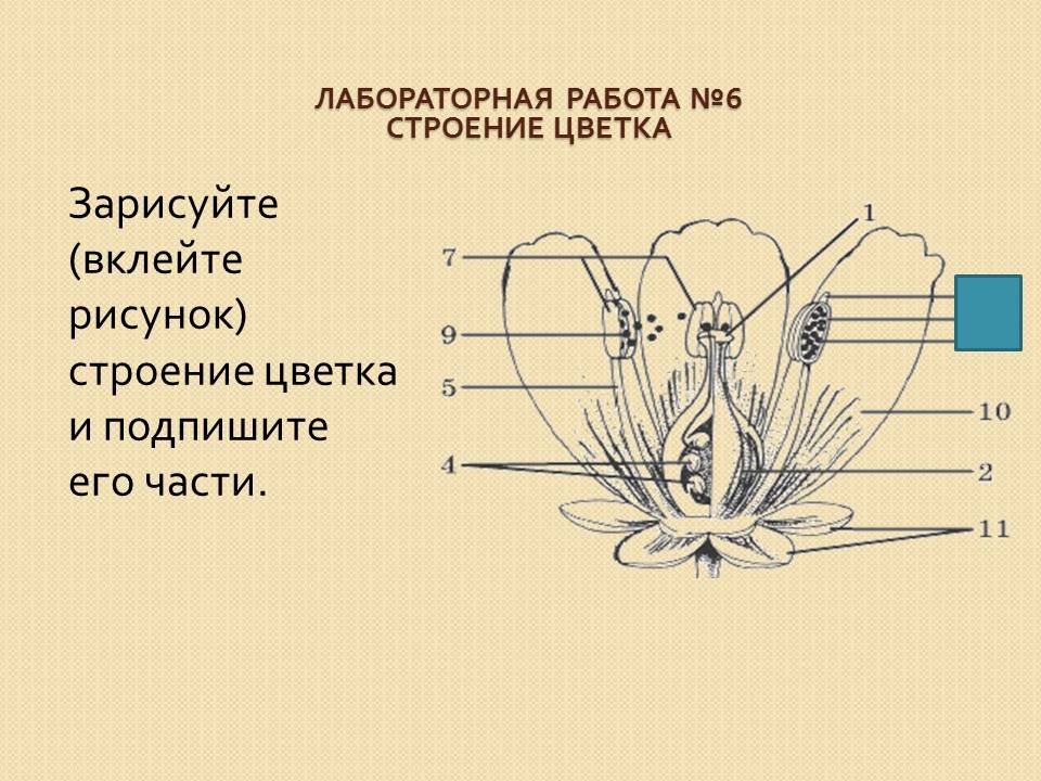 Отдел Покрытосеменные (Цветковые) растения (50-59) - Захаров ...