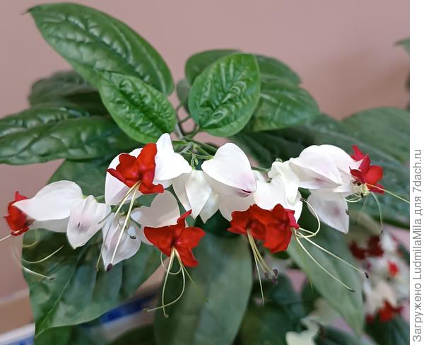 Клеродендрум Clerodendrum: уход в домашних условиях.