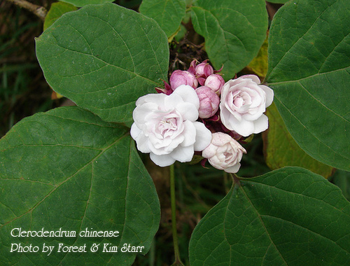 Clerodendron de Bunge. Клеродендрум Бунге. | sadko.by