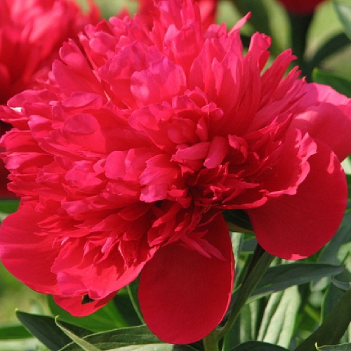 Пион Ред Суприм (Paeonia Red Supreme) купить в Москве по ...