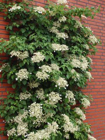 ГОРТЕНЗИЯ ЧЕРЕШКОВАЯ ПЕТИОЛАРИС (HYDRANGEA ANOMALA PETIOLARIS ...