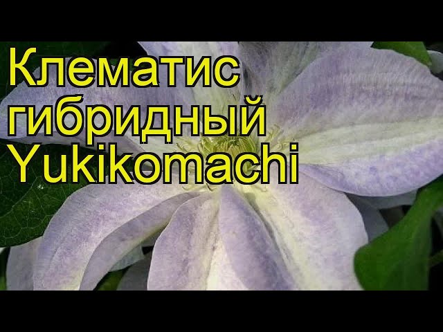 ♥️БЕЛЫЕ КЛЕМАТИСЫ♥️ Пишите Ваши ...