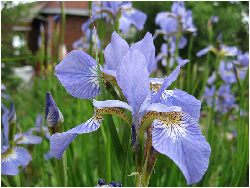 Iris sibirica `Gull`s Wing ...