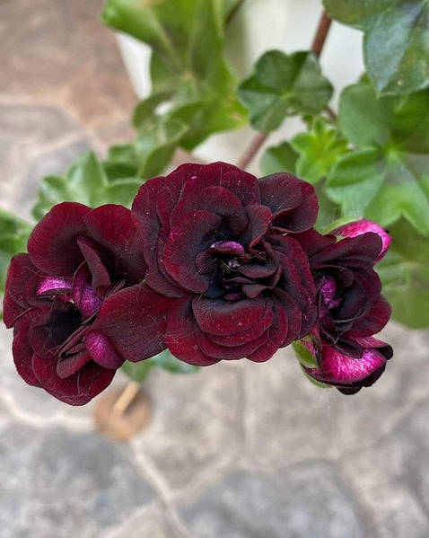 Пеларгония Royal Black Rose