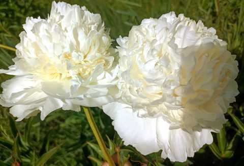 Alaska Perfect Peony