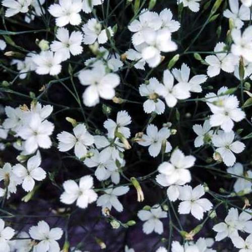 Гвоздика альпийская (Dianthus alpinus), фото, посадка, уход