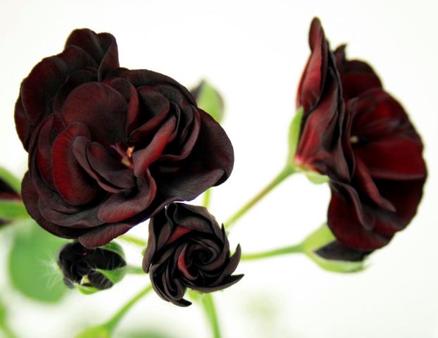 Royal Black Rose (Королевская Чёрная ...