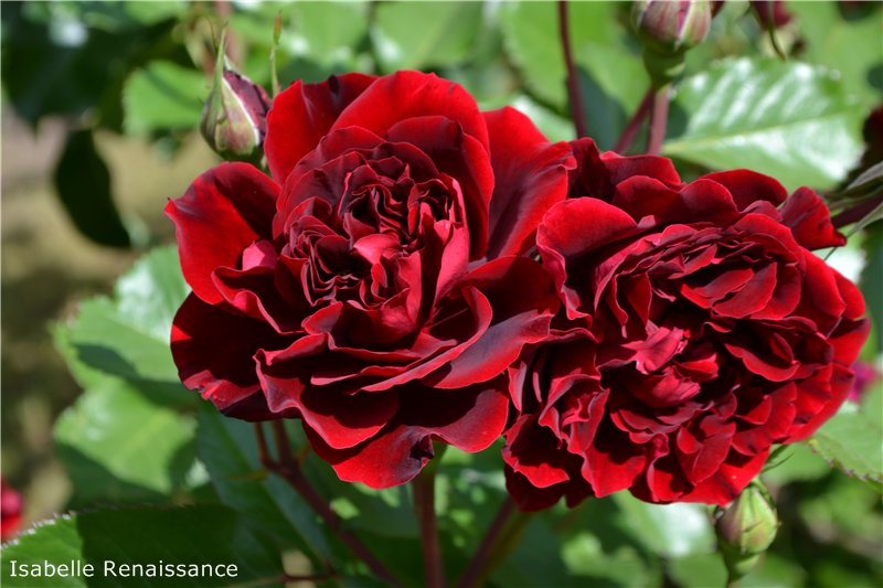 Rosa 'Bonita Renaissance', Роза шраб ...