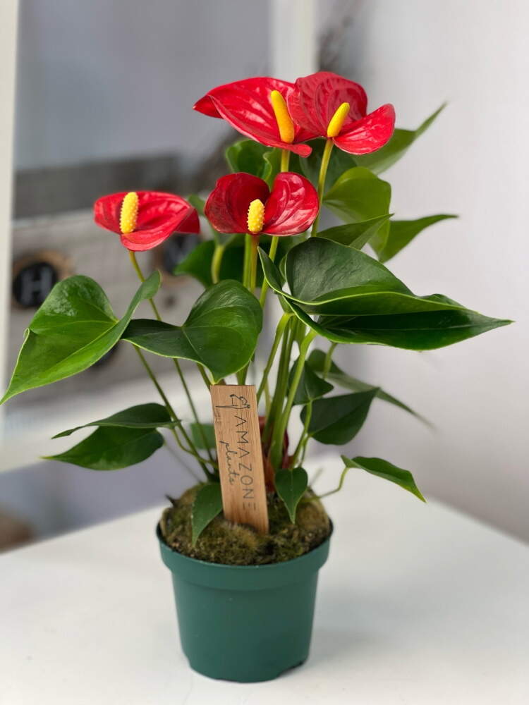 Растение ⌀ 6 Anthurium SCHERZERIANUM ...