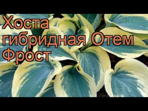 Хоста гибридная Отем Фрост(Autumn Frost) — купить в интернет ...