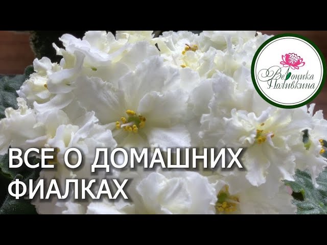 🐝🐝🐝 Детки фиалок и укорененные черенки ...