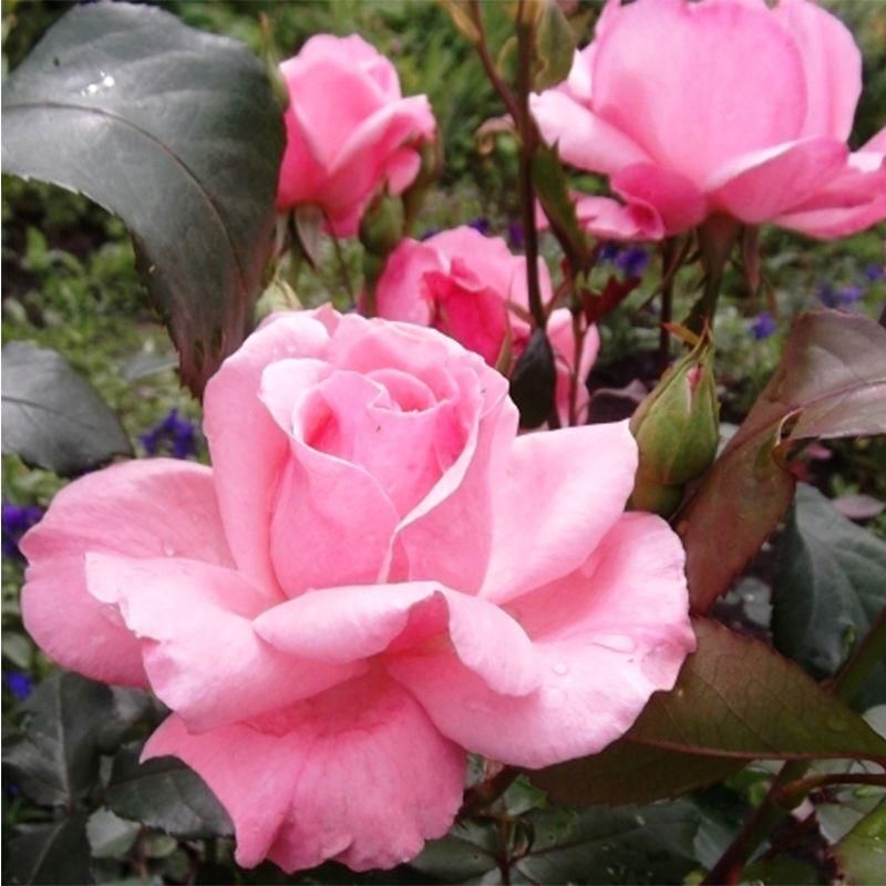 Rosa 'Queen Elizabeth' — Википедия