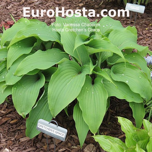 Hosta GRAVITY ROCKS - Floriana Bulbose