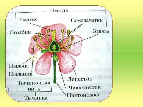 Первая ступенька