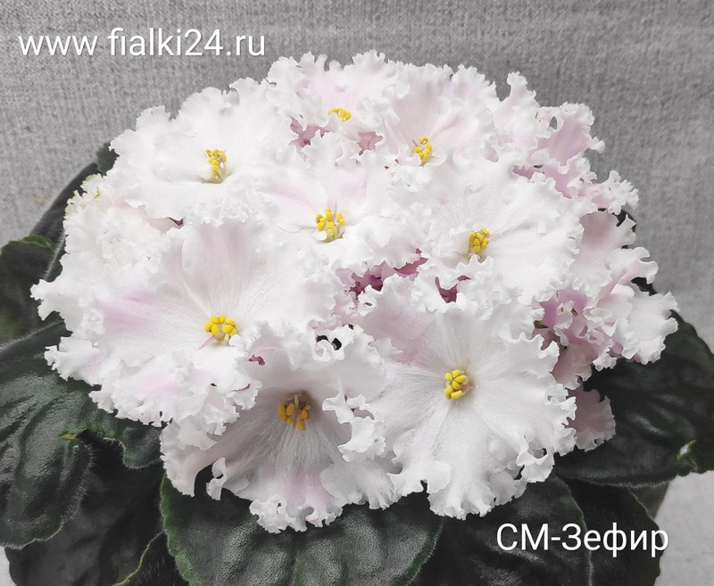 СМ-Дикий Ангел - Fialki-Shop