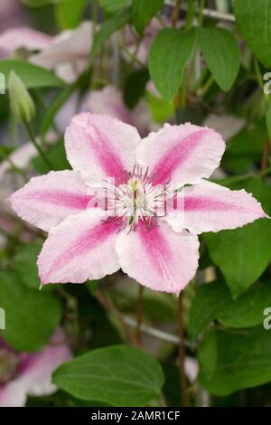 Clematis 'Darius' | | plant lust