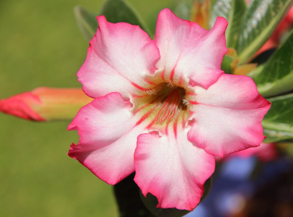 Desert Rose Doksawai ...