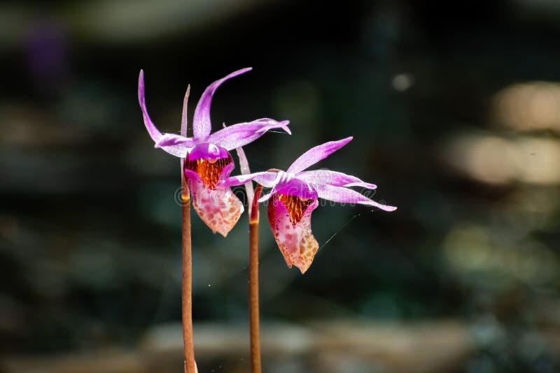 Calypso orchid calypso bulbosa ...